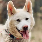 Pies do adopcji, Piła, 19 sierpnia 2025