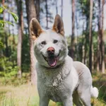 Pies do adopcji, Piła, 19 sierpnia 2025
