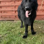 Znaleziono psa, Czartki, 14 listopada 2025