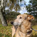 Pies do adopcji, Bełchatów, 25 listopada 2021