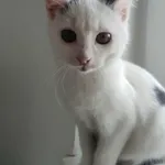 Kot do adopcji, Dłużyna Górna, 15 listopada 2025