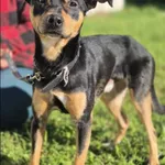 Znaleziono psa, Grudziądz, 4 września 2025