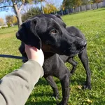 Pies do adopcji, Bełchatów, 15 czerwca 2021