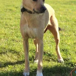 Pies do adopcji, Grudziądz, 18 października 2025