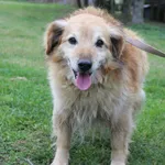 Pies do adopcji, Grudziądz, 28 października 2025