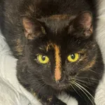 Kot do adopcji, Zgierz, 15 listopada 2025