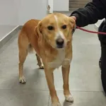 Znaleziono psa, Toruń, 15 listopada 2025