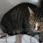 KOTKA Z INTERWENCJI PRZYWIEZIONA DO SCHRONISKA 15.11.2025