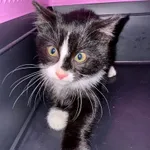 KOTEK ZNALEZIONY PRZYWIEZIONY DO SCHRONISKA 16.11.2025