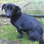 Znaleziono psa, Nowa Krępa, 14 października 2025