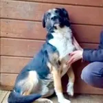 Pies do adopcji, Głowno, 16 listopada 2025