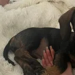 Zaginął pies, Szaflary, 17 listopada 2025