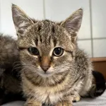 Znaleziono kota, Lublin, 29 października 2025