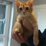 Kot do adopcji, Włocławek, 16 listopada 2025