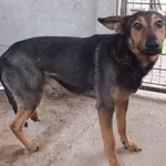 Znaleziono psa, Nowa Krępa, 8 listopada 2025