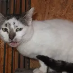 Znaleziono kota, Nowa Krępa, 7 listopada 2025