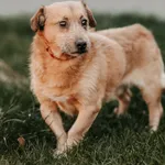 Chips 616093903027095