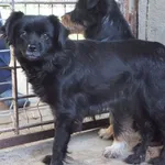 Znaleziono psa, Nowa Krępa, 20 października 2025