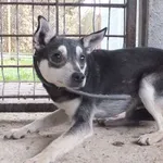 Znaleziono psa, Nowa Krępa, 11 listopada 2025