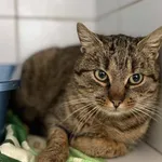 Znaleziono kota, Lublin, 16 listopada 2025