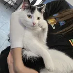 Kot do adopcji, Ropczyce, 17 listopada 2025