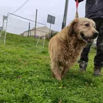 Kot do adopcji, Ropczyce, 17 listopada 2025