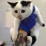 Znaleziono kota, Lublin, 16 listopada 2025