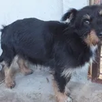 Znaleziono psa, Nowa Krępa, 23 października 2025