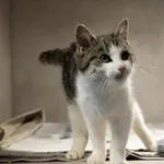 Znaleziono kota, Sosnowiec, 12 listopada 2025