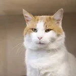 Znaleziono kota, Sosnowiec, 14 listopada 2025