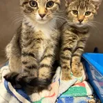 Kot do adopcji, Sosnowiec, 5 października 2025