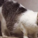 Znaleziono kota, Sosnowiec, 16 października 2025