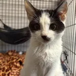 Kot do adopcji, Sosnowiec, 24 września 2025