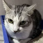 Znaleziono kota, Sosnowiec, 13 listopada 2025