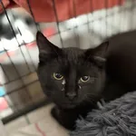 Kot do adopcji, Sosnowiec, 21 października 2025