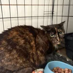 Kot do adopcji, Sosnowiec, 29 października 2025