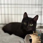 Kot do adopcji, Sosnowiec, 12 października 2025