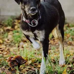 Pies do adopcji, Korabiewice, 18 listopada 2025