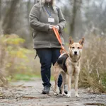 Pies do adopcji, Sosnowiec, 19 października 2025