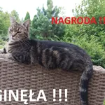 Zaginął kot, Dębica, 19 listopada 2025