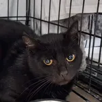 Kot do adopcji, Sosnowiec, 21 października 2025
