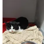 Znaleziono kota, Białystok, 30 października 2025