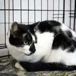 Znaleziono kota, Sosnowiec, 9 października 2025