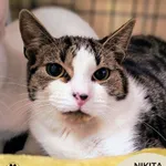 Kot do adopcji, Gdynia, 19 listopada 2025