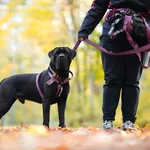 Pies do adopcji, Sosnowiec, 17 września 2025