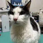 KOCUR PRZYWIEZIONY Z INTERWENCJI 17-11-2025