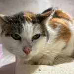 Znaleziono kota, Sosnowiec, 10 października 2025