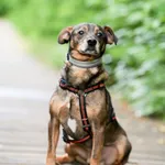 Pies do adopcji, Sosnowiec, 28 września 2025