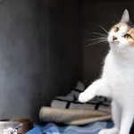 Znaleziono kota, Sosnowiec, 25 października 2025