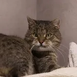 Znaleziono kota, Sosnowiec, 1 października 2025